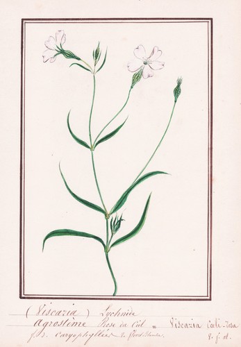 Péchnelke ticky catchfly - péchnelke,