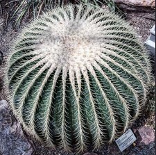 Echinocactus grusonii var