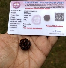 LAB CERTIFIÉ 6 Mukhi