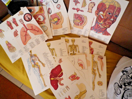 Planche anatomie lot 14 - planche,