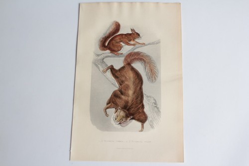 Gravure buffon écureuil - gravure,