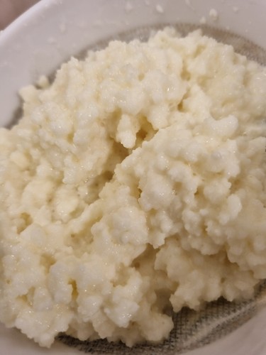 Graines kefir lait - de, très