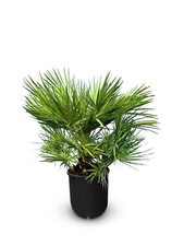 Palme - Palmier nain - 80 cm -