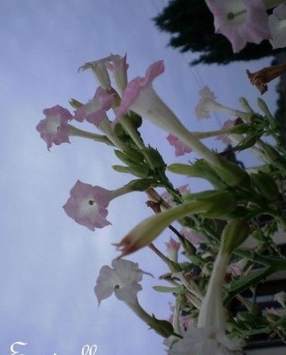 Tabac sylvestre rose - sylvestre, 'rose