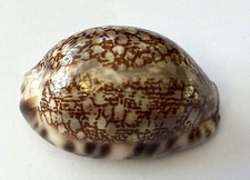 Coquillage  Cypraea Eglantina