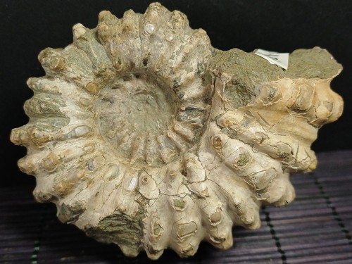 Douvilleiceras mammilatum