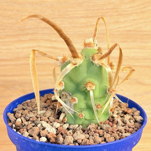 Tephrocactus articulatus - , v