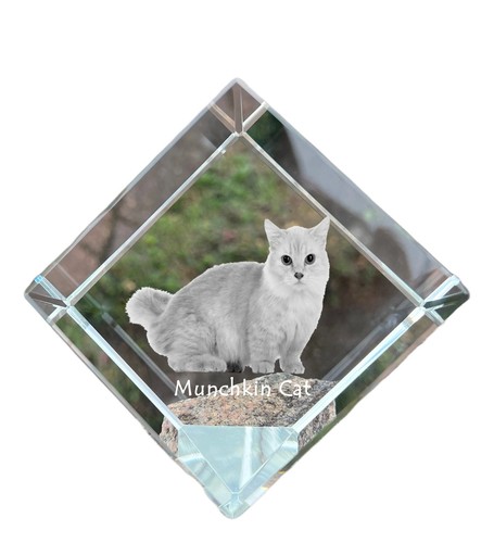 Munchkin chat cube - chat,