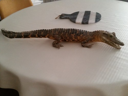 Taxidermie crocodile caïman - taxidermie,