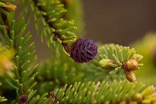 Huile essentielle Epinette