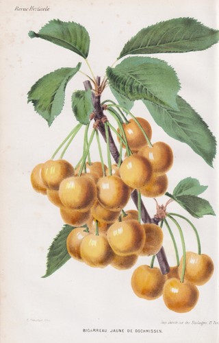 Cerises cherry fruits - cerises,