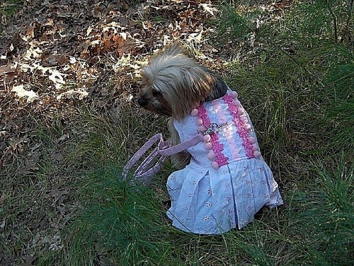 Dog clothes girls - dog,