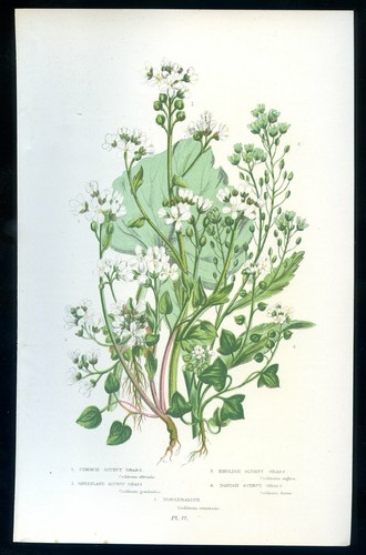 Botanique fleur cochlearia - botanique,, fleur,