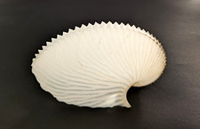 ARGONAUTE ARGO 105 mm f+++ Madagascar " Joli spécimen "