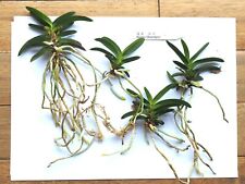 Neofinetia geumo