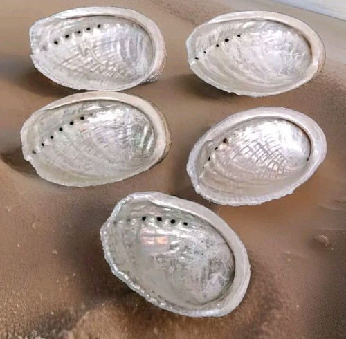 Coquilles ormeaux nacre - d'ormeaux,