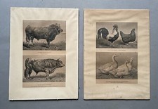 Boeufs, Coq, Poules Et Canards, Estampes Début XXe