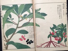 Japon Edo Illustrated book of flora HONZO ZIFU Color Woodblock print book Vol.05