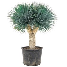 Yucca rostrata SEEDS - GRAINES
