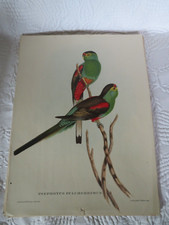 John Gould impression oiseau Psephotus Pulcherrimus