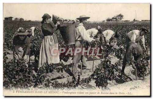 Vendanges dans médoc - dans, le