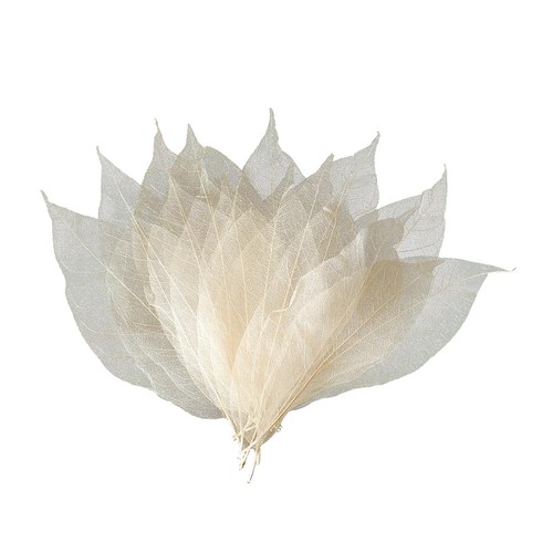 Feuilles squelette - feuilles,