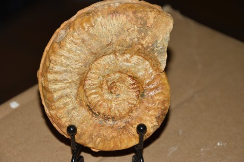 Grande ammonite grammoceras - grande,