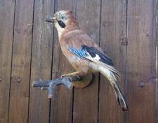 geai naturalisé ,taxidermie