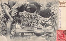 Ghana - Extracting palmwine from a palm-tree - Publ. Basel Mission Book Depot