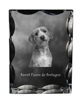 Basset Fauve de Bretagne -