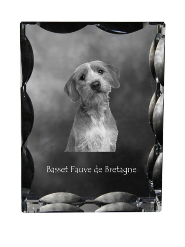Basset fauve bretagne - de,