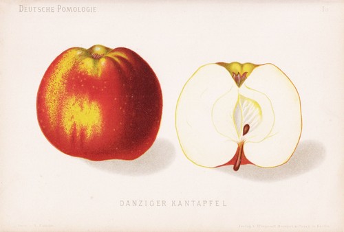 Danziger kantapfel pomme - kantapfel,