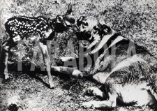 Photo de presse vintage