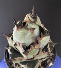 Agave Titanota "Blue Beast" Round shape Cactus Caudex Succulente Plante