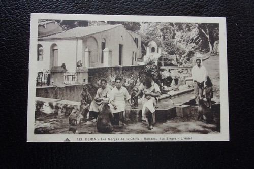 Algerie carte postale blida - postale,