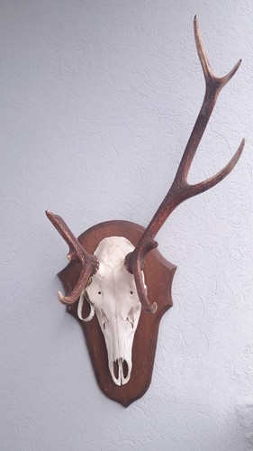 Trophée cerf élaphe - trophée,