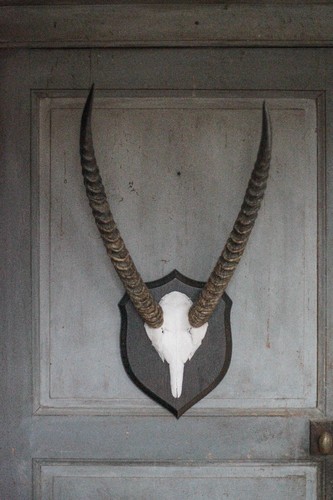 Trophée corne antilope - trophée,