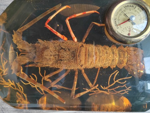 énorme langouste inclusion - langouste,