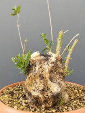 Bonsaï olivier 30 x 25 cm