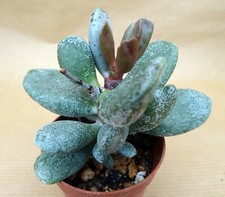 ADROMISCHUS HUMMEL'S WHITE    caudex plante grasse succulento adenium cactus
