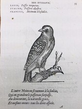 Moineau Soulcie Petronia 1557