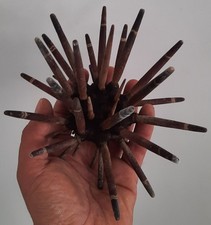 curiosité , taxidermie : Énorme Oursin Imperialis Naturalisé #7