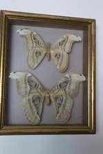 Entomologie cadre sous verre