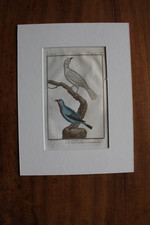 Très rare Gravure XVIIIè de