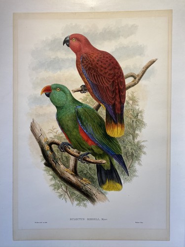 John gould eclectus riedeli - gould,,