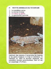 Carte N°H3 - Petits animaux du vivarium - Tokay / Gecko