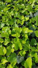 Hedera 'Algerian Bellecour'® / Lierre ALGERIAN BELLECOUR® / 10 Godets