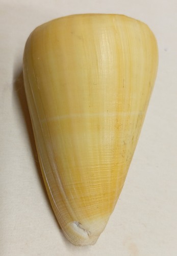 Conus quercinus - (lividoconus),