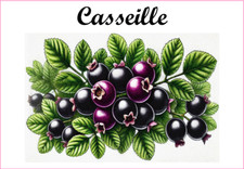 Casseille 12 Etiquettes vinyle