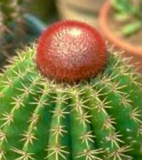 Melocactus jansenianus KK543